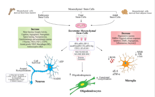 MSC CM và tiềm năng điều trị bệnh Alzheimer